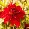 Dahlia Bulb Dinnerplate Babylon Red Decorative Dahlia