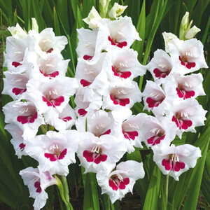 Gladiolus Bulb Fiorentina Sword Lily 12/14 10 Count Bag