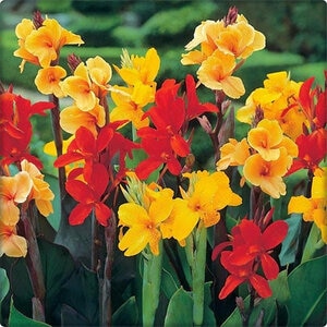 Canna Bulb Indica Assorted Mixture Canna Lily 3/5 Eye 3 Count Bag