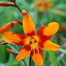 Crocosmia Bulb Crocosmiiflora Emily McKenzie Falling Stars 90 Count Bag