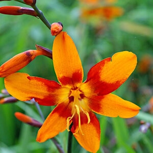 Crocosmia Bulb Crocosmiiflora Emily McKenzie Falling Stars 90 Count Bag