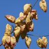Koelreuteria Paniculata Summerburst Goldenrain Tree