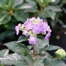 Hydrangea Serrata Tuff Stuff Top Fun Lacecap Hydrangea