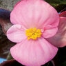 Begonia X Semperflorens-Cultorum Harmony Plus Pink Bronze Leaf Begonia
