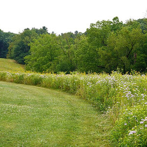 Showy Ne Native Wildflower Seed Mix (lb)
