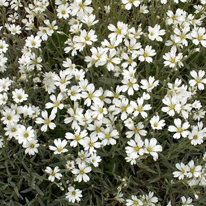 Snow-In-Summer (Cerastiumbiebersteinii) (Lb)