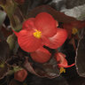 Begonia Interspecific BabyWing Red Bronze Leaf Begonia