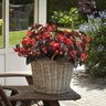 Begonia Interspecific BabyWing Red Bronze Leaf Begonia