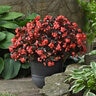 Begonia Interspecific BabyWing Red Bronze Leaf Begonia
