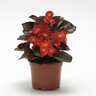 Begonia Interspecific BabyWing Red Bronze Leaf Begonia