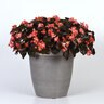 Begonia Interspecific BabyWing Red Bronze Leaf Begonia