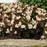 Begonia Interspecific BabyWing White Bronze Leaf Begonia