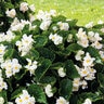 Begonia X Benariensis Whopper White Green Leaf Begonia