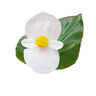 Begonia X Benariensis Whopper White Green Leaf Begonia