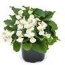Begonia X Benariensis Whopper White Green Leaf Begonia