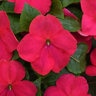 Impatiens Walleriana Beacon Lipstick Impatiens