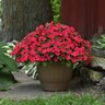 Impatiens Walleriana Beacon Lipstick Impatiens