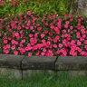 Impatiens Walleriana Beacon Lipstick Impatiens