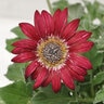 Arctotis X Majec Ruby African Daisy