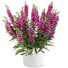 Angelonia Angustifolia Alonia Big Dark Pink Summer Snapdragon
