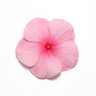 Catharanthus Roseus Pacifica XP Blush Vinca