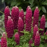 Lupinus Polyphyllus Mini Gallery Red Lupine
