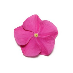 Catharanthus Roseus Pacifica XP Deep Orchid Vinca 18 Count Flat