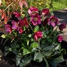 Helleborus X Lemperii HGC Winter Ballet Leona Lenten Rose