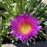 Carpobrotus Edulis Highway Ice Plant
