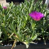 Carpobrotus Edulis Highway Ice Plant
