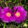 Carpobrotus Edulis Highway Ice Plant