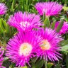 Carpobrotus Edulis Highway Ice Plant