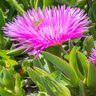 Carpobrotus Edulis Highway Ice Plant
