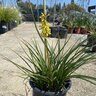 Kniphofia Uvaria Malibu Yellow Poker Plant