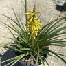 Kniphofia Uvaria Malibu Yellow Poker Plant
