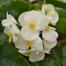 Begonia Interspecific Megawatt White Green Leaf Begonia