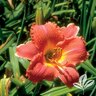 Hemerocaliis X Hawaiian Party Dress Daylily