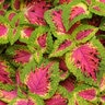 Solenostemon Scutellarioides Versa Watermelon Coleus