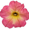 Petunia x Supertunia Persimmon Proven Winners Petunia