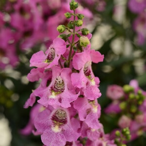 Angelonia Angustifolia Pink Summer Snapdragon