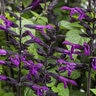 Salvia X Rockin' Deep Purple Sage