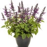 Salvia X Rockin' Deep Purple Sage