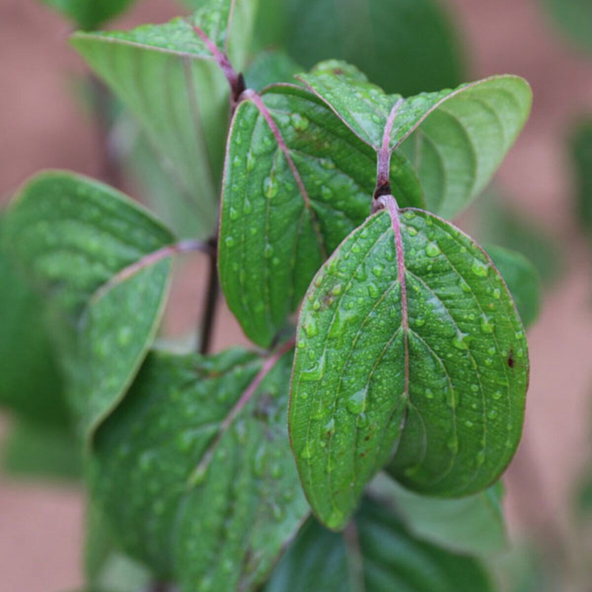 Cornus Mas Saffron Sentinel Cornelian Cherry | SiteOne US