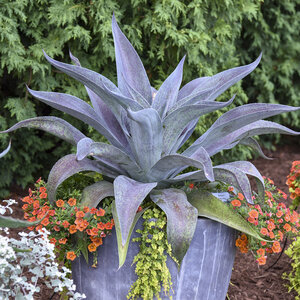 Mangave X Mad About Mangave Aztec King Mangave