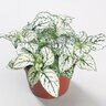Hypoestes Phyllostachya Confetti Compact White Polka Dot Plant