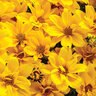 Bidens ferulifolia Goldilocks Rocks Proven Winners Bidens