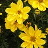 Bidens ferulifolia Goldilocks Rocks Proven Winners Bidens