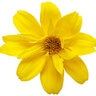 Bidens ferulifolia Goldilocks Rocks Proven Winners Bidens