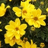 Bidens ferulifolia Goldilocks Rocks Proven Winners Bidens