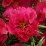 Portulaca Grandiflora Happy Hour Fuchsia Moss Rose